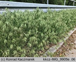 Bromus tectorum (stokłosa dachowa)