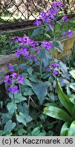 Lunaria annua (miesiącznica roczna)