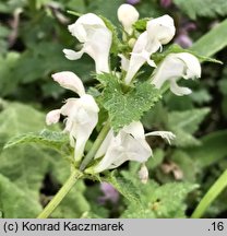 Lamium maculatum (jasnota plamista)