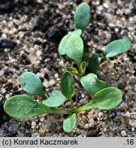 Lepidium campestre (pieprzyca polna)