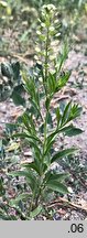 Lepidium virginicum (pieprzyca wirgińska)