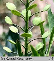 Lepidium virginicum (pieprzyca wirgińska)