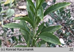 Lepidium virginicum (pieprzyca wirgińska)