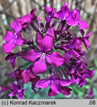 Lunaria annua (miesiącznica roczna)