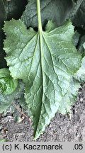 Lunaria annua (miesiącznica roczna)