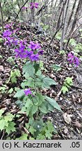 Lunaria annua (miesiącznica roczna)