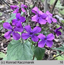 Lunaria annua (miesiącznica roczna)