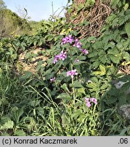 Lunaria annua (miesiącznica roczna)