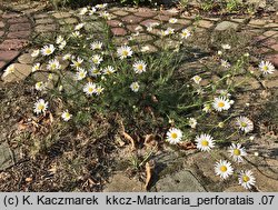 Matricaria perforata (maruna bezwonna)