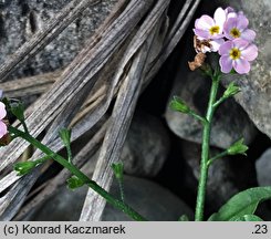 Myosotis palustris ssp. laxiflora (niezapominajka błotna luźnokwiatowa)