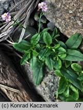 Myosotis palustris ssp. laxiflora (niezapominajka błotna luźnokwiatowa)