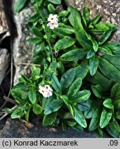 Myosotis palustris ssp. laxiflora (niezapominajka błotna luźnokwiatowa)