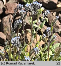 Myosotis stricta (niezapominajka piaskowa)