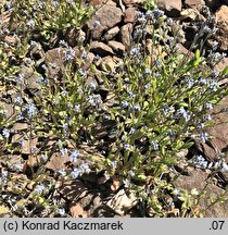 Myosotis stricta (niezapominajka piaskowa)