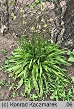 Plantago lanceolata (babka lancetowata)