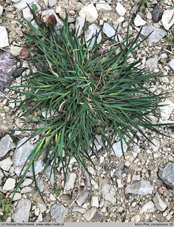 Poa compressa (wiechlina spłaszczona)