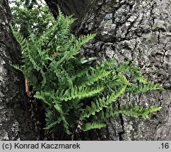 Polypodium vulgare s.str. (paprotka zwyczajna s.str.)