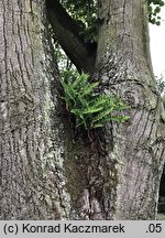 Polypodium vulgare s.str. (paprotka zwyczajna s.str.)