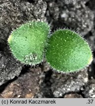 Pulmonaria officinalis (miodunka plamista)