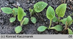 Pulmonaria officinalis (miodunka plamista)