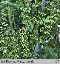 Rumex crispus (szczaw kędzierzawy)