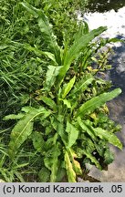 Rumex maritimus (szczaw nadmorski)