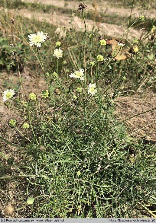 Scabiosa ochroleuca (driakiew żółtawa)