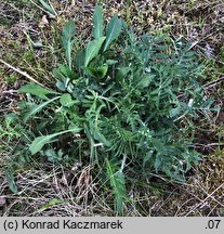 Scabiosa ochroleuca (driakiew żółtawa)