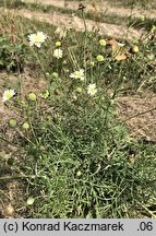 Scabiosa ochroleuca (driakiew żółtawa)