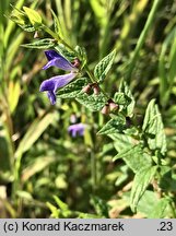 Scutellaria galericulata (tarczyca pospolita)