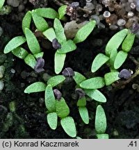 Silene tatarica (lepnica tatarska)