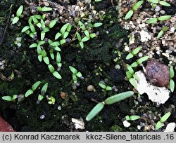 Silene tatarica (lepnica tatarska)