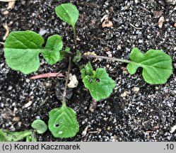 Sisymbrium officinale (stulisz lekarski)