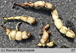 Stachys palustris (czyściec błotny)