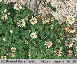 Trifolium repens ssp. repens (koniczyna biała typowa)