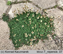 Trifolium repens ssp. repens (koniczyna biała typowa)