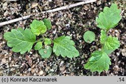 Teucrium scorodonia (ożanka nierównoząbkowa)