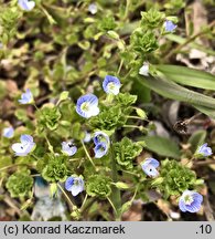 Veronica persica (przetacznik perski)