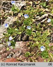 Veronica persica (przetacznik perski)