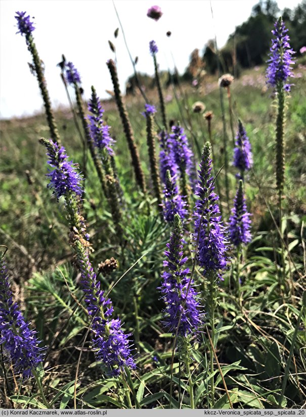 Veronica spicata ssp. spicata (przetacznik kłosowy typowy)