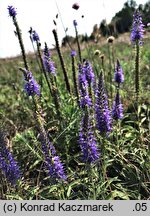 Veronica spicata ssp. spicata (przetacznik kłosowy typowy)