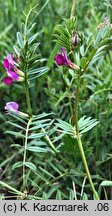 Vicia sativa ssp. sativa (wyka siewna typowa)