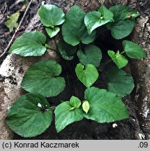 Viola riviniana (fiołek Rivina)