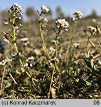 Teesdalea nudicaulis (chroszcz nagołodygowy)