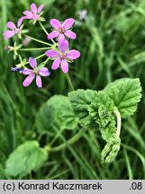 Erodium malacoides (iglica malwowata)