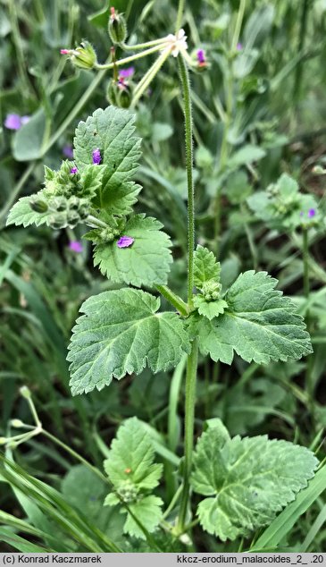 Erodium malacoides (iglica malwowata)