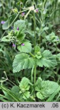 Erodium malacoides (iglica malwowata)