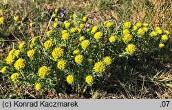 Euphorbia cyparissias (wilczomlecz sosnka)