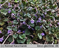 Glechoma hederacea (bluszczyk kurdybanek)