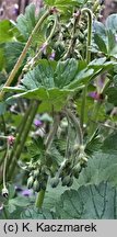 Geranium pyrenaicum (bodziszek pirenejski)